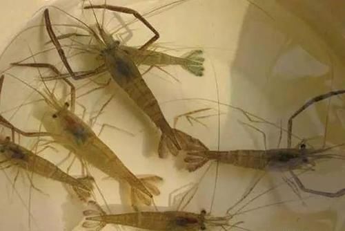 沙塘鳢|农村里才有的野味，有钱不一定能吃到，吃过的允许我叫你一声大哥