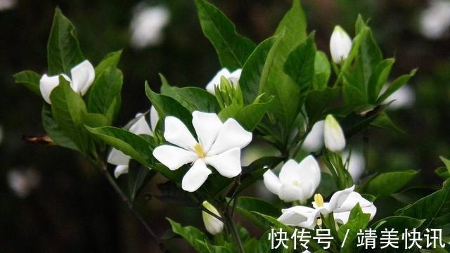 到了这个月份,栀子花“修剪”提上日程,明年开花就靠这几刀