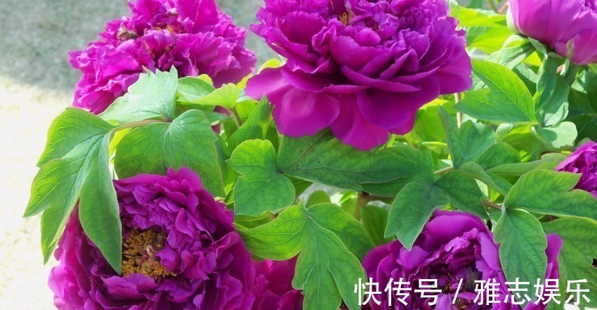 生肖|最“抠门”的四大生肖女,不舍得给自己花钱,对老公和孩子很慷慨