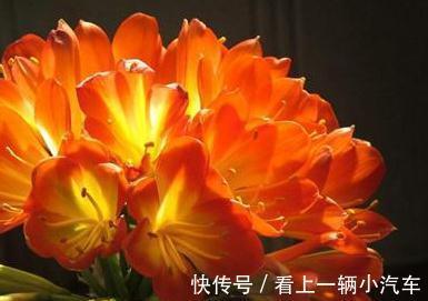 君子兰开花有什么寓意,君子兰不开花怎么处理