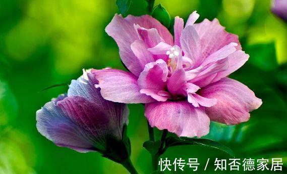 光照|农历6月30号起,最适合养这些花,一年四季赏花,繁花似锦
