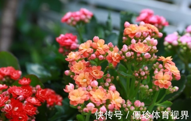 分享9种有格调的“旺财花”,除了好看,还吉祥,寓意财源滚滚