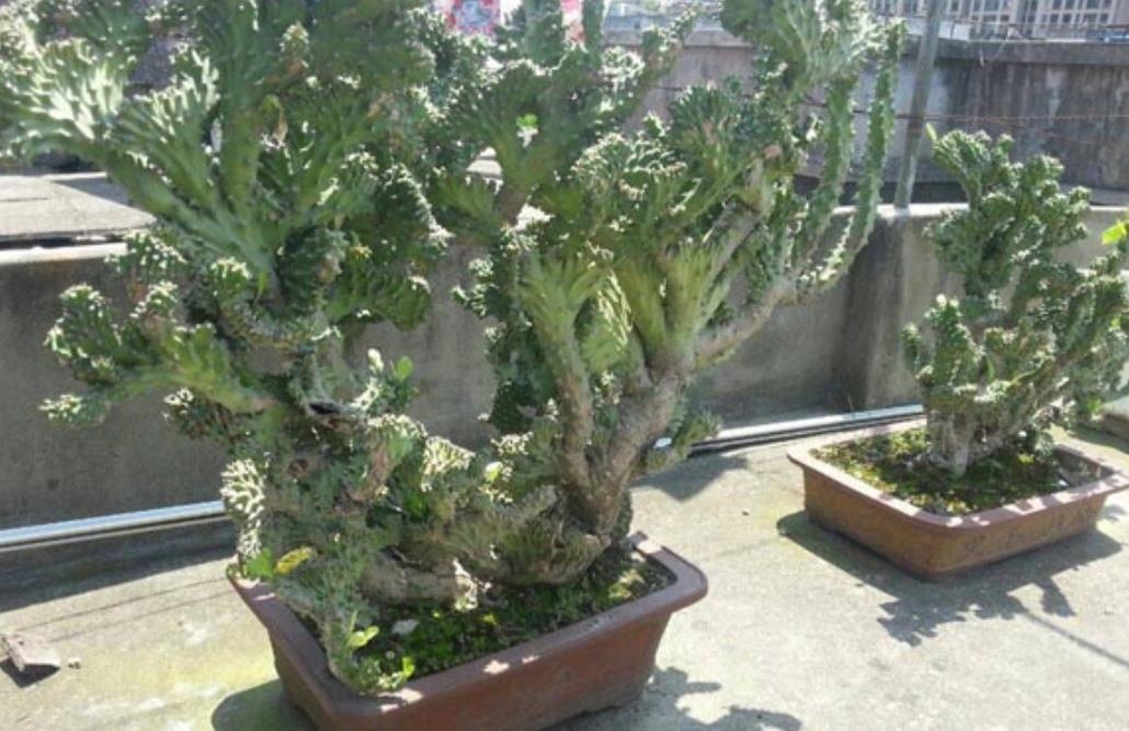 1种植物叫“玉麒麟”，株型奇特，美观大方，养在家里还能招财