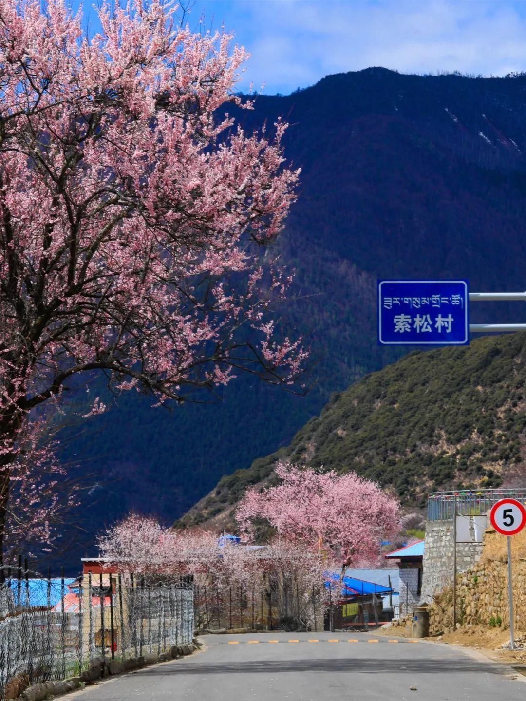 飘雪4月~西藏桃花