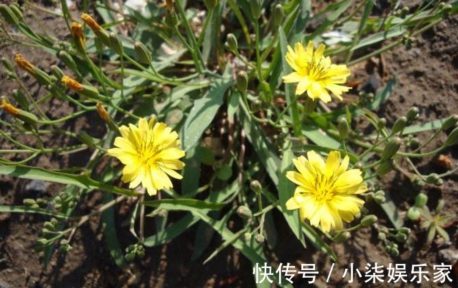 采摘|农村一种随处可见的野菜,是一种止咳的良药,市场上要20块一斤