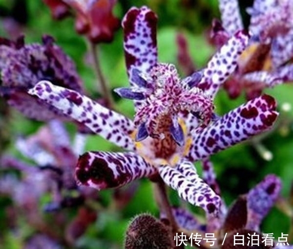 养花|喜欢养花,那就养一盆自然界中最奇特的花:黑点草菊,花朵似蟾蜍