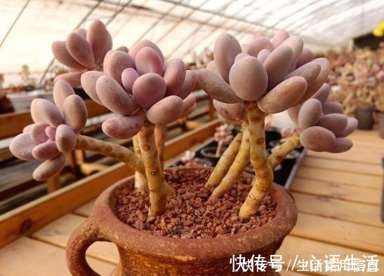 白牡丹|5种超级好养的多肉,如果初次接触多肉,建议不要错过!