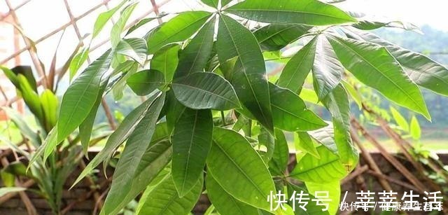 植株|这三种植物烂根了别扔掉，简单几步促新根，又是一盆健壮的植株！