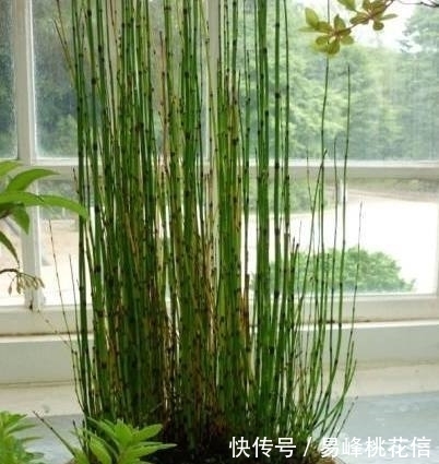 这种野草农村地沟里倒处都是,一番收拾打扮,成了一盆漂亮盆栽