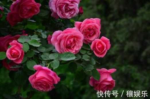 盘点不能“养”的花,一不小心就爆盆,长满整个阳台,花盆不够用