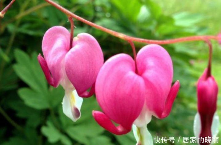 简单|4种花深受花友的喜欢,开花爆盆很简单,快快养起来!