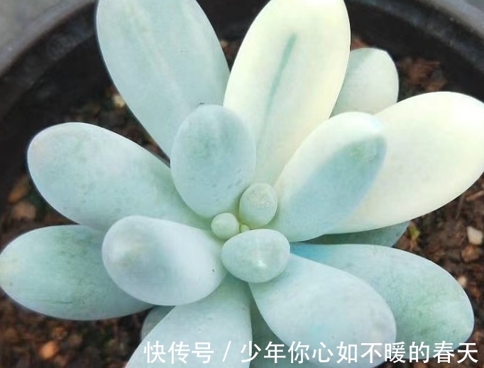 多肉植物出锦的肉肉怎么养护,药锦真的不能入手吗,一起来看看吧