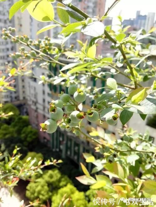 7种花冬天要“春化”，必须冻满1个月，不然落花落蕾不开花！