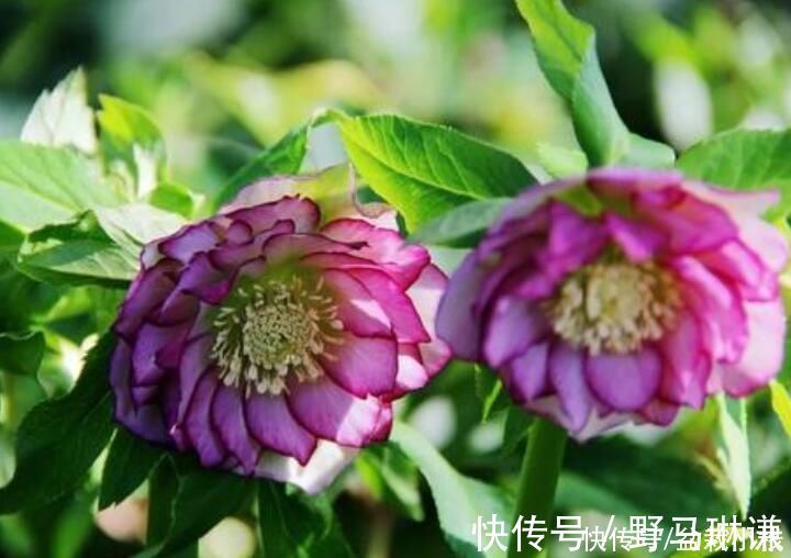 名字不好听,花朵很鲜艳,知道的花友不多,你认识吗?