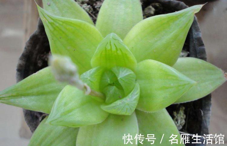 这些不喜欢阳光的多肉，养在办公室最合适了