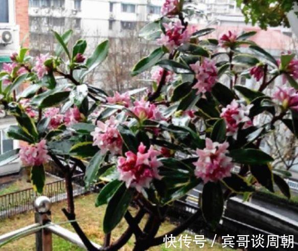 花朵|正月过后，有钱人都养5种花，不仅名字好听，花也漂亮