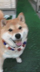 |搞笑GIF:这就有点看不懂了,同样是妹子,为什么她就那么优秀?