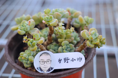 多肉长气根是什么原因?多肉长气根应该怎么办?小帅为你解答