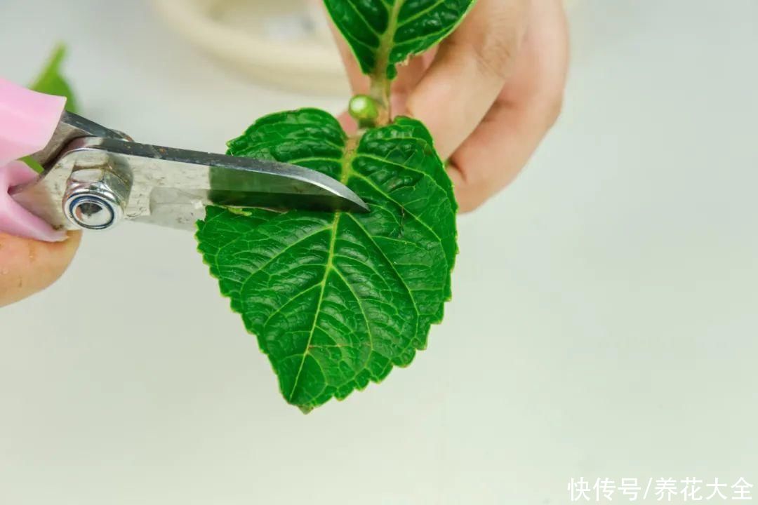 11种常见花，现在扦插，成活率特高