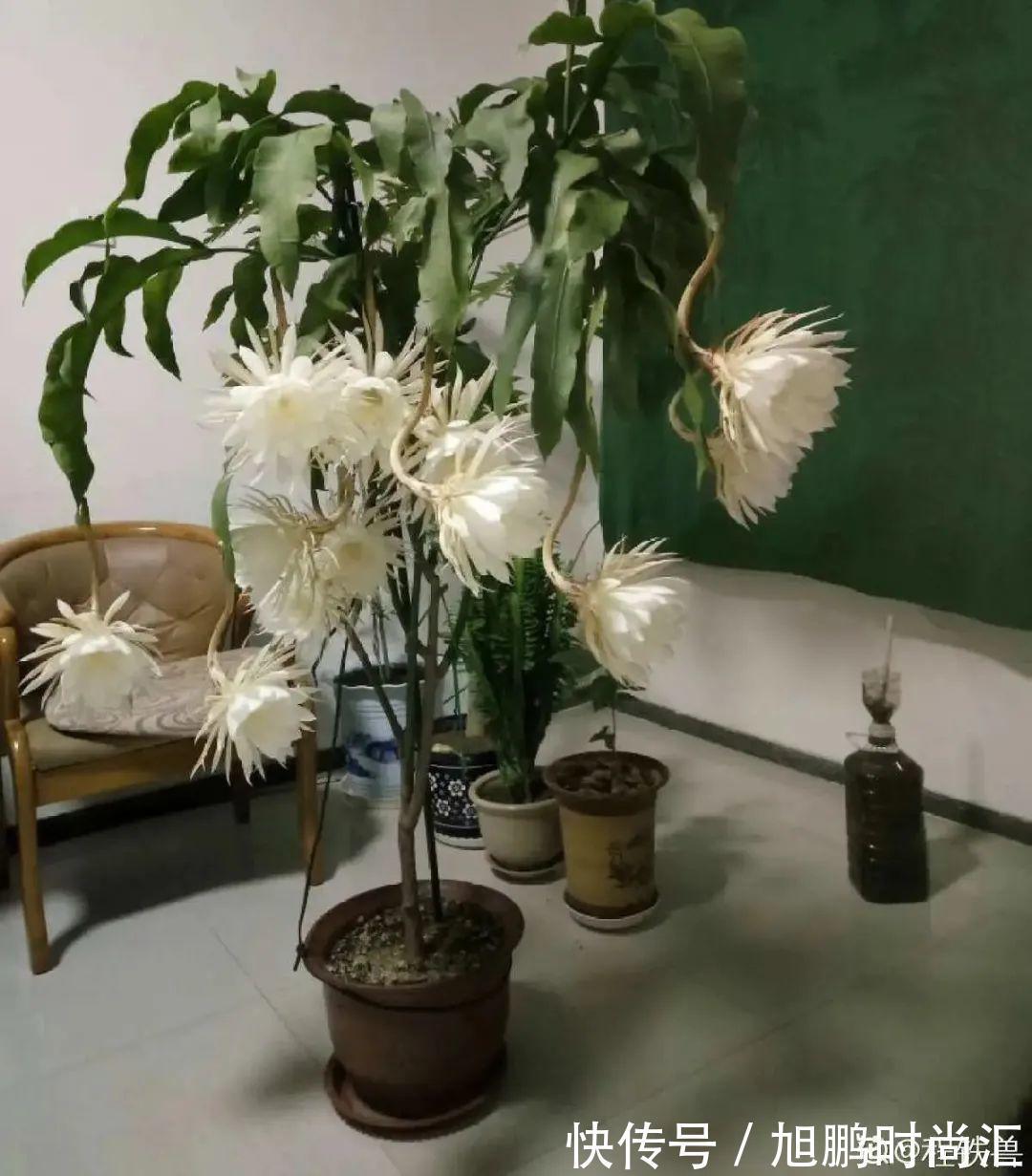 30种夏天花，热不死、晒不死，大半年都开花，还没病虫害