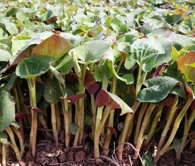 乡下这些野菜,曾经不被重视,现在成了稀罕物,价值高