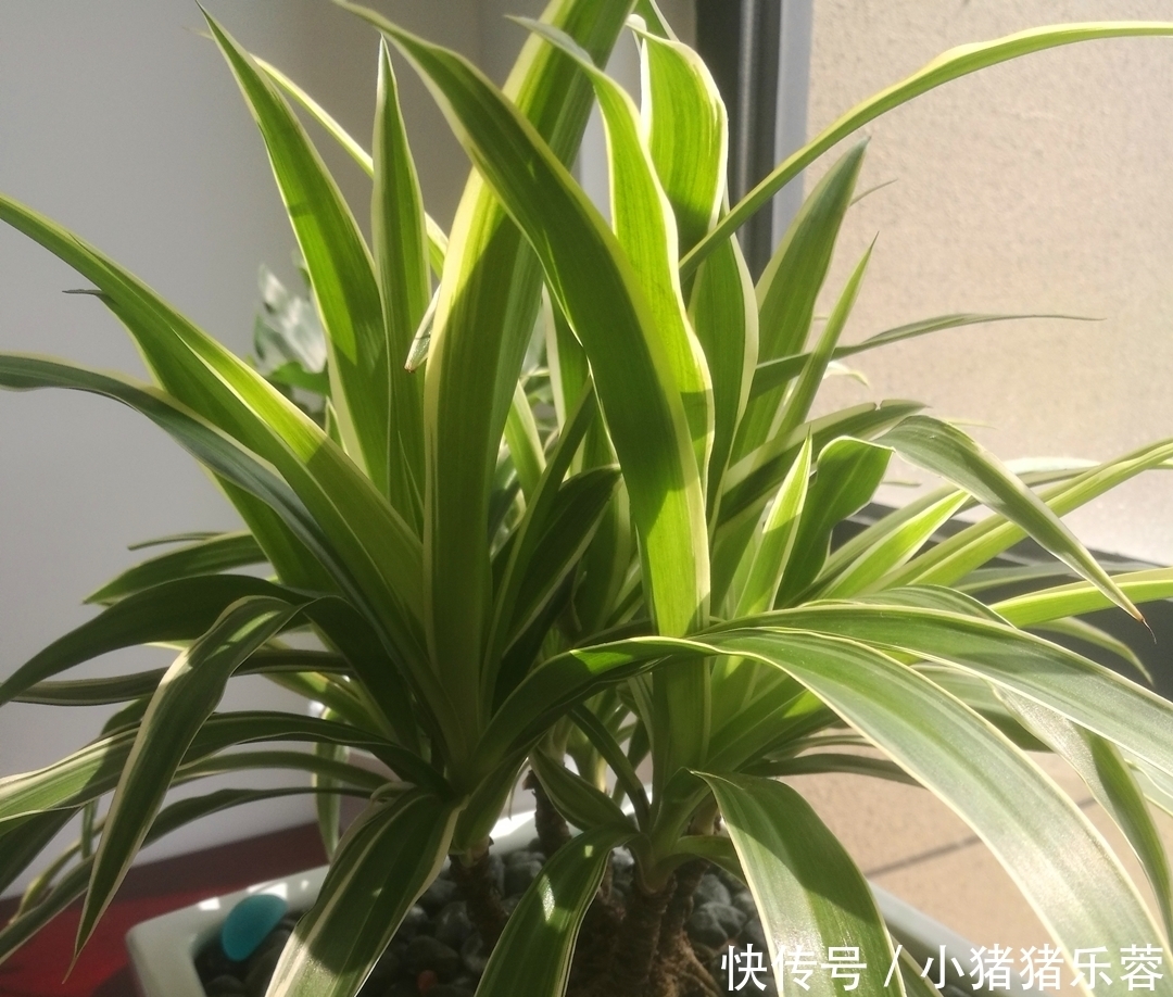 把吊兰养成“瀑布”,那是小意思,养成老桩盆景才是真本事