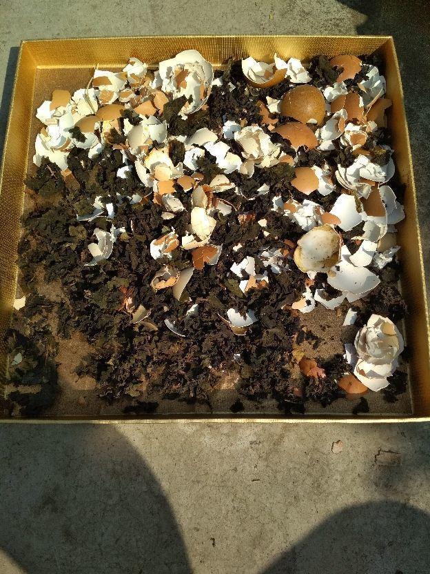 喝剩的茶叶渣,简单一处理就能养花,繁花似锦猛窜芽!