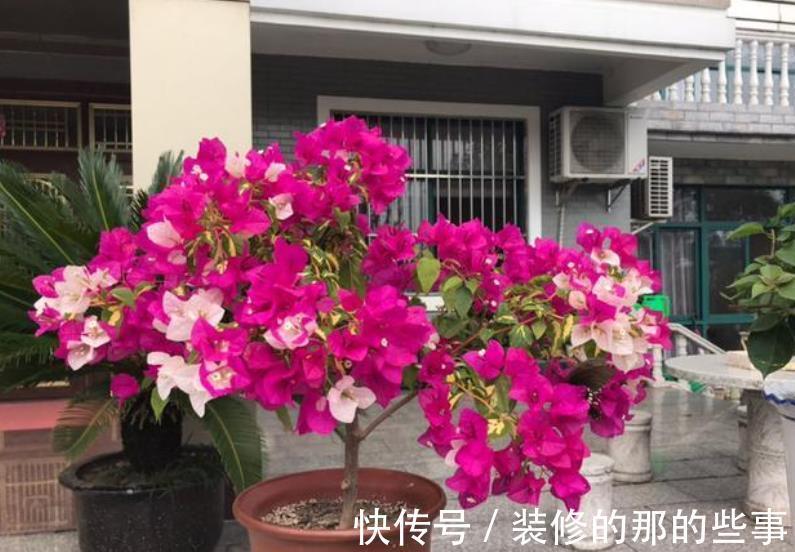 秋天三角梅在3种情况下，千万不能晒太阳，一晒就黄叶剩个空盆