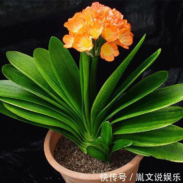 爷爷|君子兰养半年没变化，爷爷只用一勺它，像打了鸡血般开花爆盆