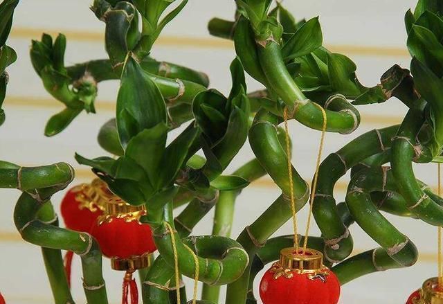 富贵竹|这3种花最爱“吃醋”,1月1斤醋,叶片翠绿“长疯了”