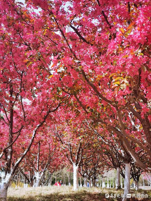 色彩似火胜桃花！济南领秀公园紫叶李烂漫绽放美极了