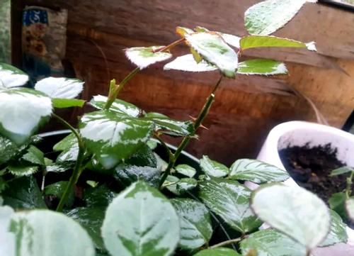 花草盆栽生红蜘蛛、蚜虫，别光粗暴地用手抓！