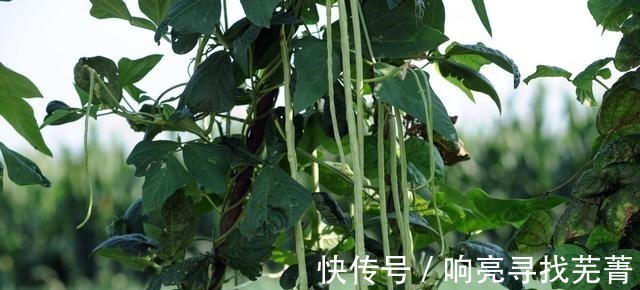 同样是缸豆,“青色”和“白色”区别这么大!搞懂后,别再乱买了!