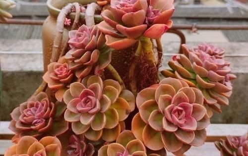 茎干|养多肉植物,用上4个“小技巧”,长成老桩更漂亮