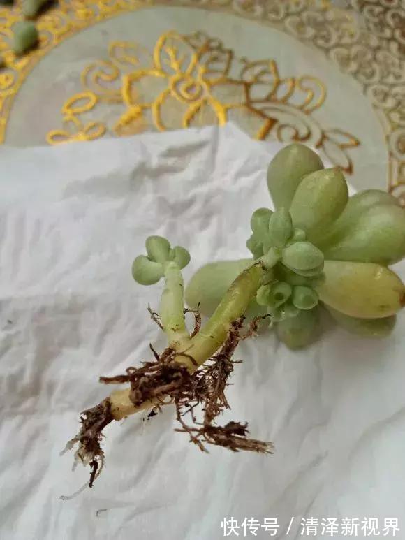 叶子|多肉出现3个状态,是烂根“信号”,再不管根都烂完,别忽视!