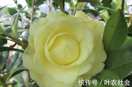 此花是中国传统名花，颜值不输牡丹月季，是家庭盆栽佳品！