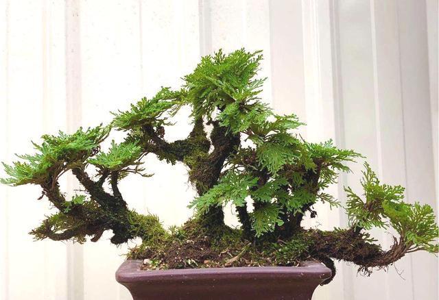 观赏价值|谁上山遇到万岁草,也别忽视,记得拔1棵带回家,好处很多