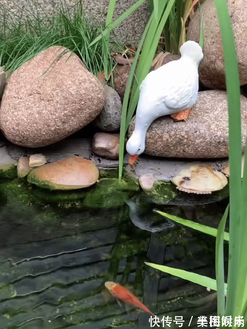 花一万元，在院子里建了个“原生态鱼池”，太漂亮了！