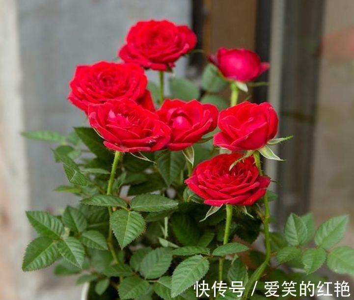 九里香|家里阳台养此款花，顺风顺水，旺财又镇宅，快养一盆吧！