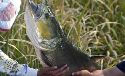 它是养殖业“害鱼”之首,能吃光水里所有鱼,凶猛无比做熏鱼一绝