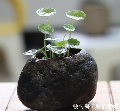 常见|6种常见的养花盆,最后一种养花长不好,新手慎用!