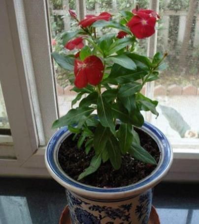 5种有毒的花卉盆栽,如果家中养了,赶快处理,不要掉以轻心