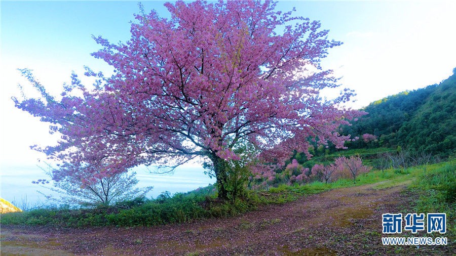 如春|醉美冬韵·抚仙湖畔樱花