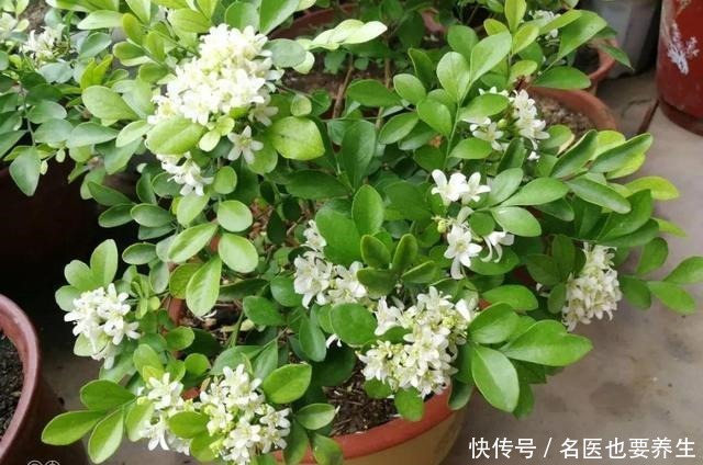 花香堪比香水，邻居大妈都追着问，眼馋极了！