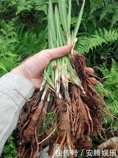 农民用来泡酒,殊不知人称“长寿菜”,200元一斤,跟人参比肩