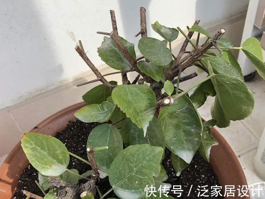 氮肥|这种自制高氮肥,用好了,比淘米水、啤酒水效果好得多