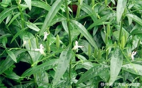 长得矮小,作用却不小,既是花卉,也是药,清热解毒效果好!