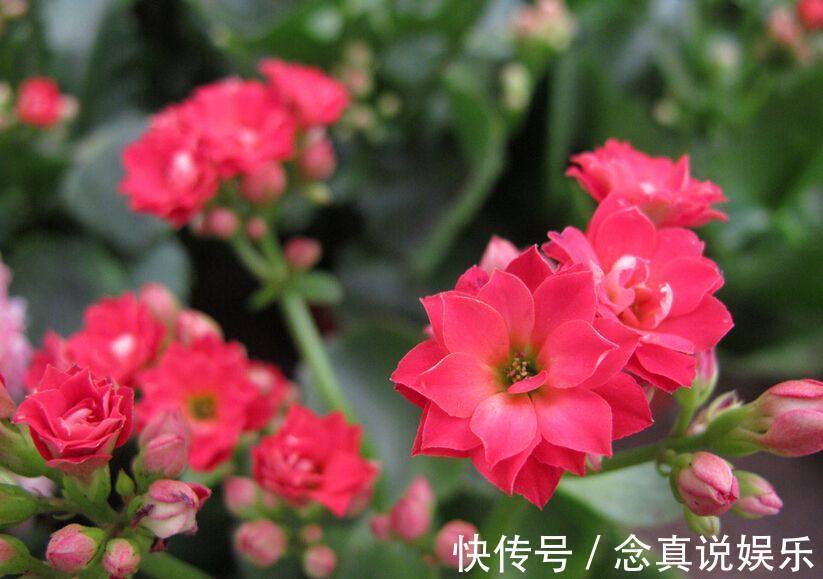 花色|丹麦盆栽花卉之冠圣诞伽蓝菜长寿花色丰富,理想的室内花卉