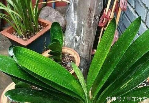 李大爷养花,真厉害,养啥“旺”啥,到底用了什么“好方法”!