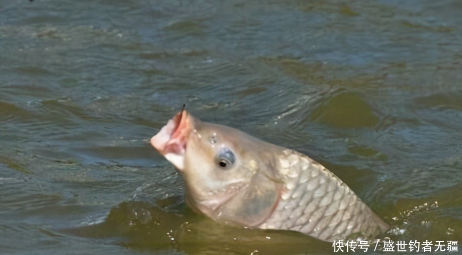 夏季钓鱼最关键之处!十年钓龄的大师都未必知——盛世三渔